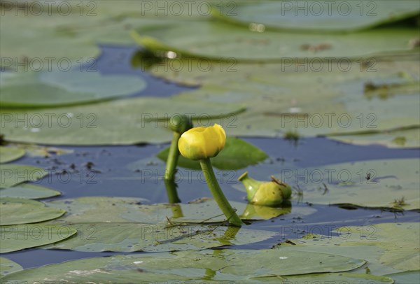Yellow pond roses on the water of Lacul Isaccel, a lake in the Danube Delta. UNESCO Danube Delta