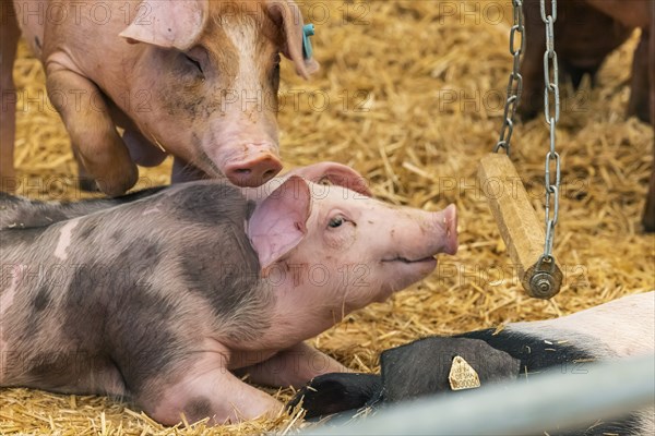 Piglets in species-appropriate husbandry, pigs in a fattening farm, Stuttgart, Baden-Württemberg,