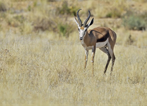 Springbok (Antidorcas marsupialis) portrait, Etosha National Park, Namibia, Africa