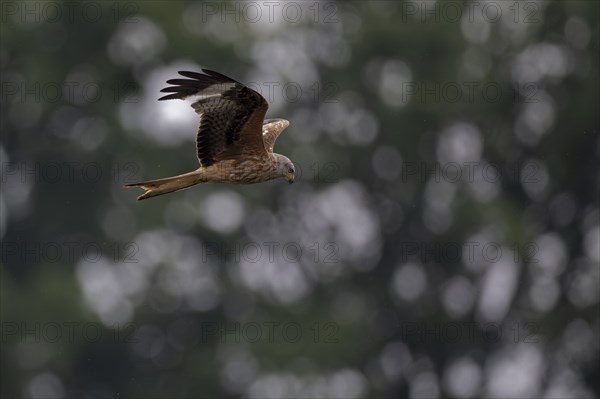 Red Kite (Milvus milvus), flying over a freshly sown maize field in search of prey, Lausitz,