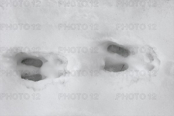 Chamois (Rupicapra rupicapra) close up of footprints in the snow in winter