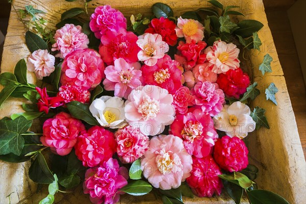 Zuschendorf Country Castle Camellia Show