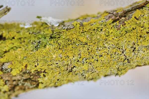 Detail of lichen growing on a crack willow (Salix fragilis) bark, Upper Palatinate, Bavaria,