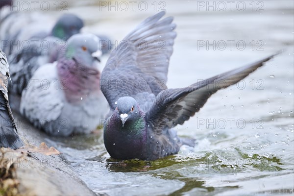 Feral pigeons (Columba livia domestica) taking a bath in the water at the shore of a little pont,