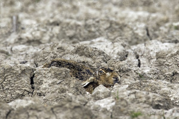 European Brown Hare (Lepus europaeus) lying hidden and camouflaged in ploughed field with ears flat