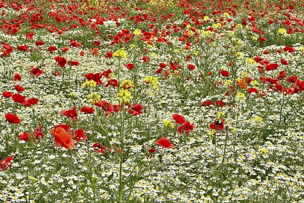 Poppy (Papaver) wild chamomile (Matricaria chamomilla) Flowering strip, sunrise, summer meadow,