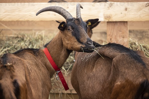 Keeping goats in a stable, Bunte Deutsche Edelziege, Stuttgart, Baden-Württemberg, Germany, Europe