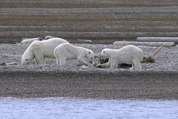 Scavenging polar bears (Ursus maritimus) mother with two cubs feeding on carcass of stranded dead
