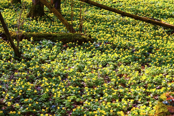 L. Winter aconites (Eranthis hyemalis) in the Polenz Valley