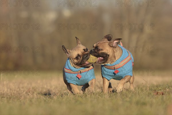 Action shot of two French Bulldog dogs wearing matching blue sweaters running towards camera while