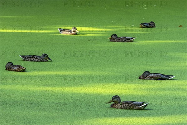 Mallards (Anas platyrhynchos) females swimming on pond with duckweeds (Lemna), duckweed, sleeping