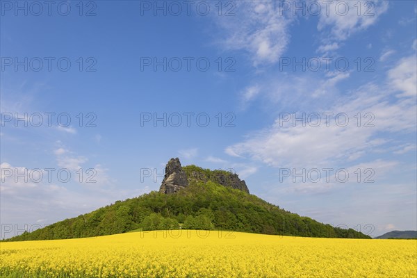 The Lilienstein in a flowering rape field