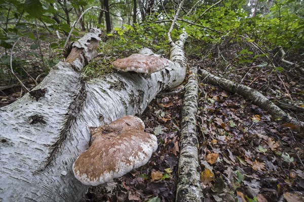 Birch polypore (Piptoporus betulinus) birch bracket, razor strop, bracket fungus on fallen birch