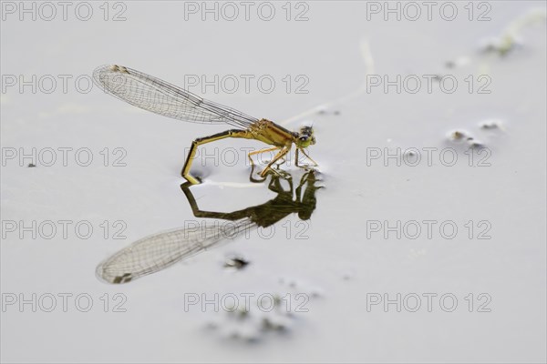 Blue-tailed damselfly (Ischnura elegans), female laying eggs, Hesse, Germany, Europe
