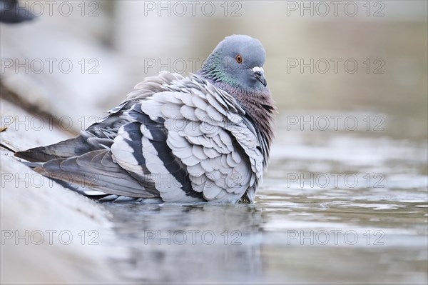 Feral pigeon (Columba livia domestica) taking a bath in the water at the shore of a little pont,