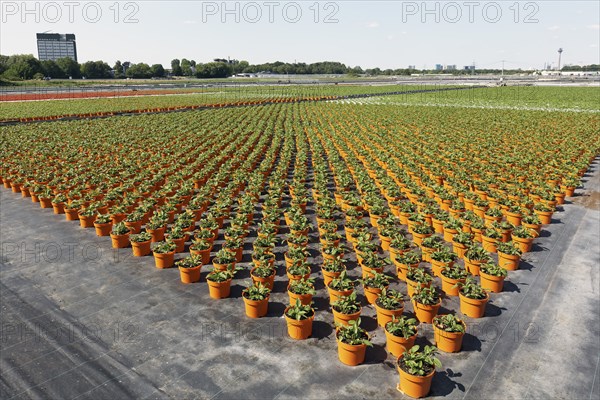 Field with yellow growing pots in a row, coneflower (Echinacea), nursery in the Volmerswerth