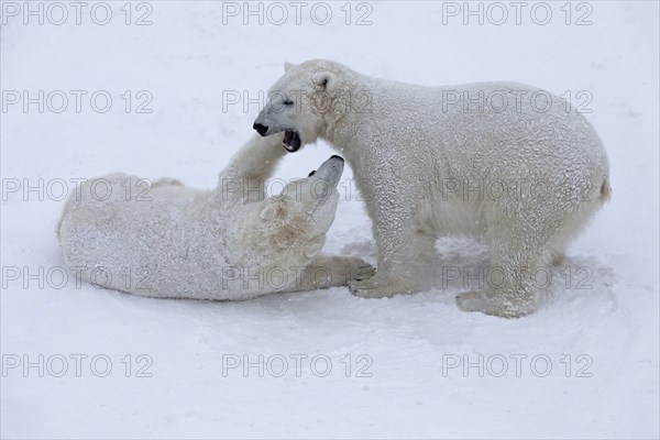 Playing polar bears (Ursus maritimus) Â© at Ranua Wildlife Park, Lapland, Finland, Europe