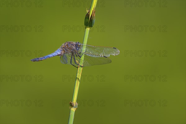 Close-up, black-tailed skimmer (Orthetrum cancellatum), male, Neustadt am Rübenberge, Germany,