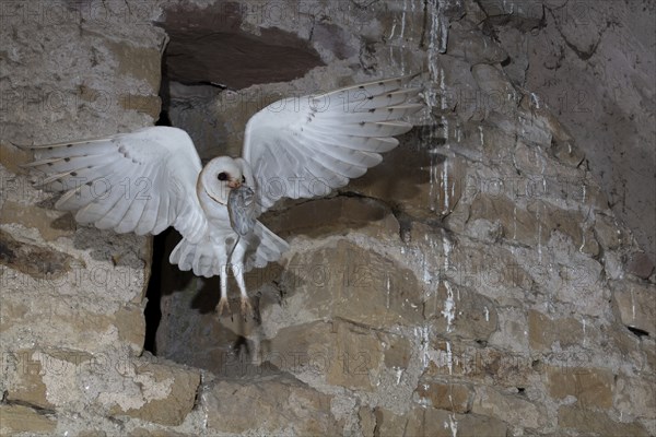 Common barn owl (Tyto alba) with captured mouse, Bitburg, Rhineland-Palatinate, Germany, Europe