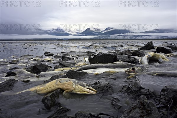 Pink salmons (Oncorhynchus gorbuscha) lie dead at the mouth of the river and in the sea bay after