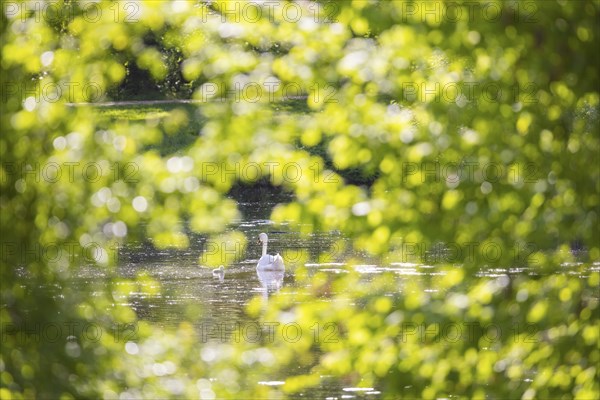 Prince Pückler Park in Bad Muskau. swans in the castle pond