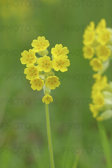 Common cowslip (Primula veris), primrose family, cowslip, apothecary primrose, medicinal plant