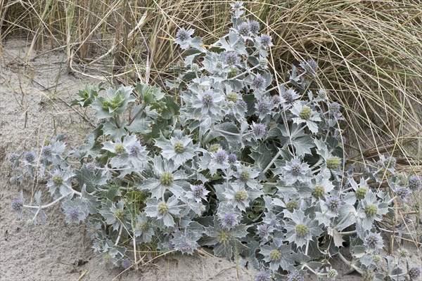 Sea holly (Eryngium maritimum), Terschelling, Netherlands