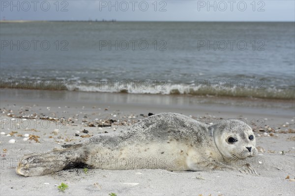 Common harbor seal (Phoca vitulina), howler, young resting on the beach, Lower Saxony Wadden Sea