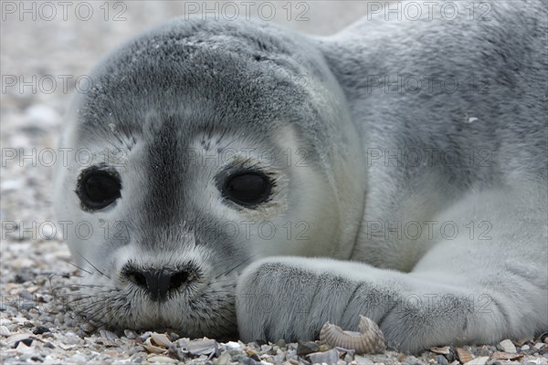 Harbor seal (Phoca vitulina), portrait of a howler, pup on the beach, Lower Saxony Wadden Sea
