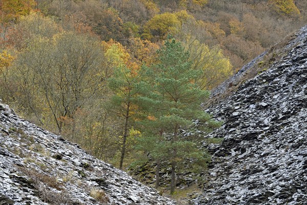 Mixed forest, pines (Pinus) and deciduous trees with autumn leaves between slate dumps, Eastern