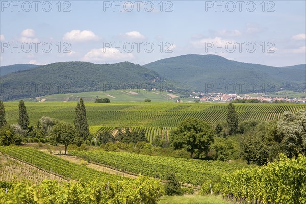 View over vineyards, German or Southern Wine Route, Southern Palatinate, Palatinate,
