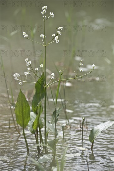 Frogspoon (Alisma plantago-aquatica), Emsland, Lower Saxony, Germany, Europe