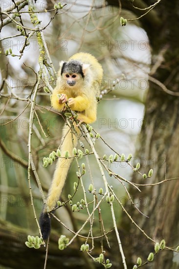 Black-capped squirrel monkey (Saimiri boliviensis) in a tree, Bavaria, Germany, Europe