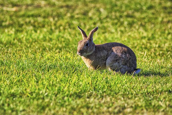 European rabbit (Oryctolagus cuniculus) in a meadow, St Mary's, Isles of Scilly, Cornwall, England,