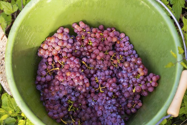 Saxon State Winery Schloss Wackerbarth invites the press to the grape grape harvest in the Goldener