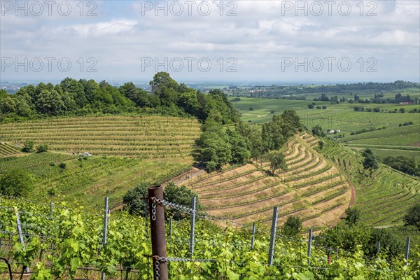 View over vineyards, Kastanienbusch vineyard, Birkweiler, German or Southern Wine Route, Southern