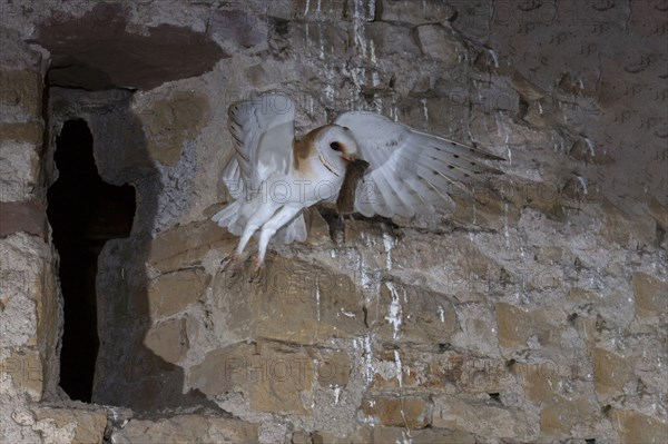 Common barn owl (Tyto alba) with captured mouse, Bitburg, Rhineland-Palatinate, Germany, Europe
