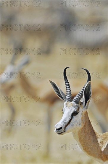Springbok (Antidorcas marsupialis) close-up, Etosha National Park, Namibia, Africa