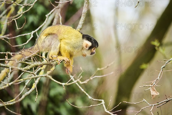 Black-capped squirrel monkey (Saimiri boliviensis) in a tree, Bavaria, Germany, Europe