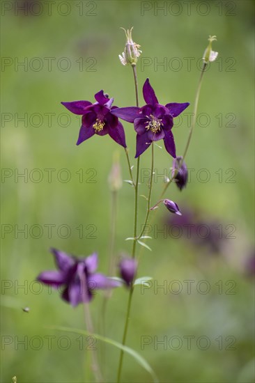 European columbine (Aquilegia vulgaris) in Berchtesgaden National Park, Bavaria, Germany, Europe