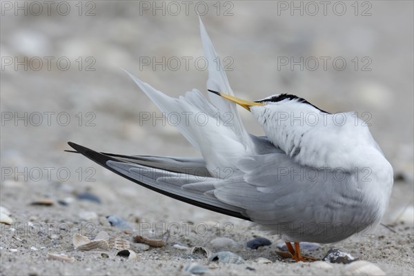 Little Tern (Sternula albifrons), grooming its feathers on the beach, Lower Saxony Wadden Sea