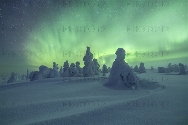 Northern Lights over Snowed-in Trees, Winter Landscape, Riisitunturi National Park, Posio, Lapland,
