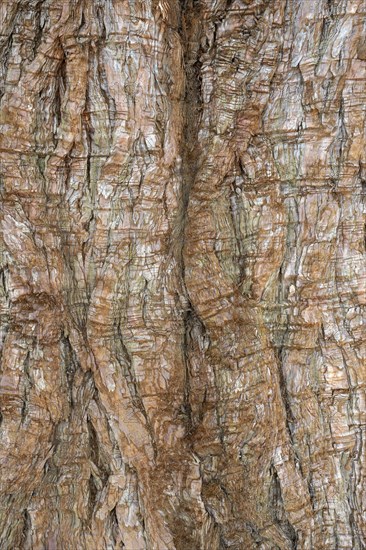 Bark of a sequoia tree (Sequoiadendron giganteum), full-size, Switzerland, Europe