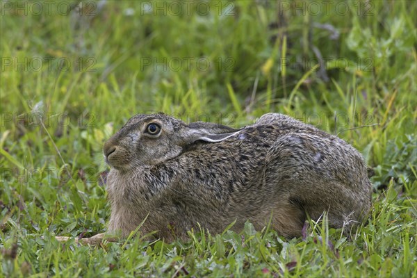 European Brown Hare (Lepus europaeus) lying hidden in meadow with ears flat