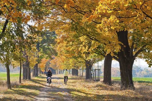 (Copyright Â© www.dresden fotografie.de) (Sylvio Dittrich) (+49 1772156417) Allee in Hermsdorf in