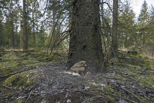 Eurasian eagle owl (Bubo bubo) chick, owlet with prey in exposed nest on the ground at base of pine