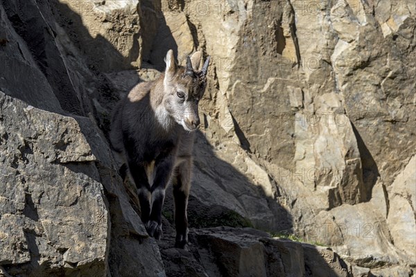 Alpine ibex (Capra ibex) kid, young with little horns on rock ledge in cliff face on mountain slope