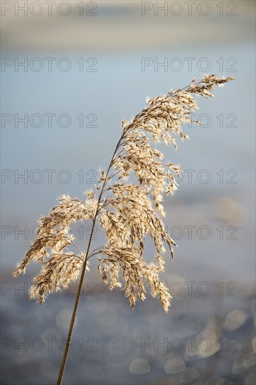 Common reed (Phragmites australis) seeds, detail, Upper Palatinate, Bavaria, Germany, Europe