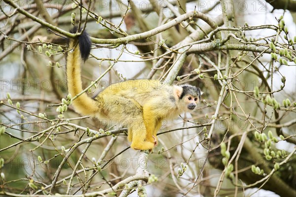 Black-capped squirrel monkey (Saimiri boliviensis) in a tree, Bavaria, Germany, Europe