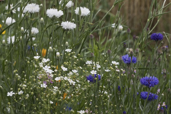 Flower meadow with cornflowers (Centaurea cyanea), Emsland, Lower Saxony, Germany, Europe